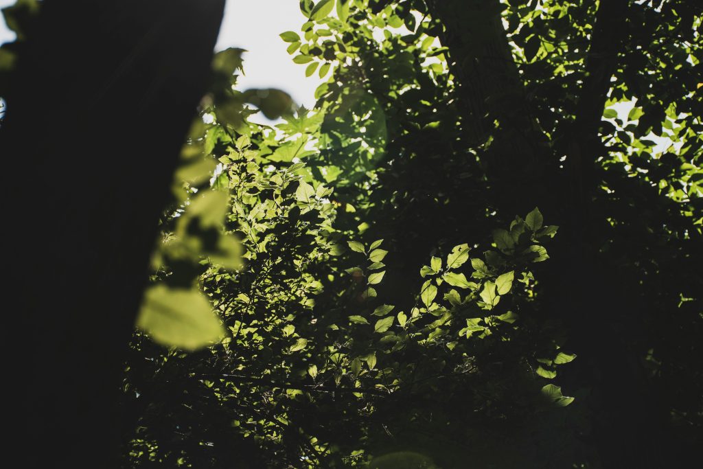 environmental impact report