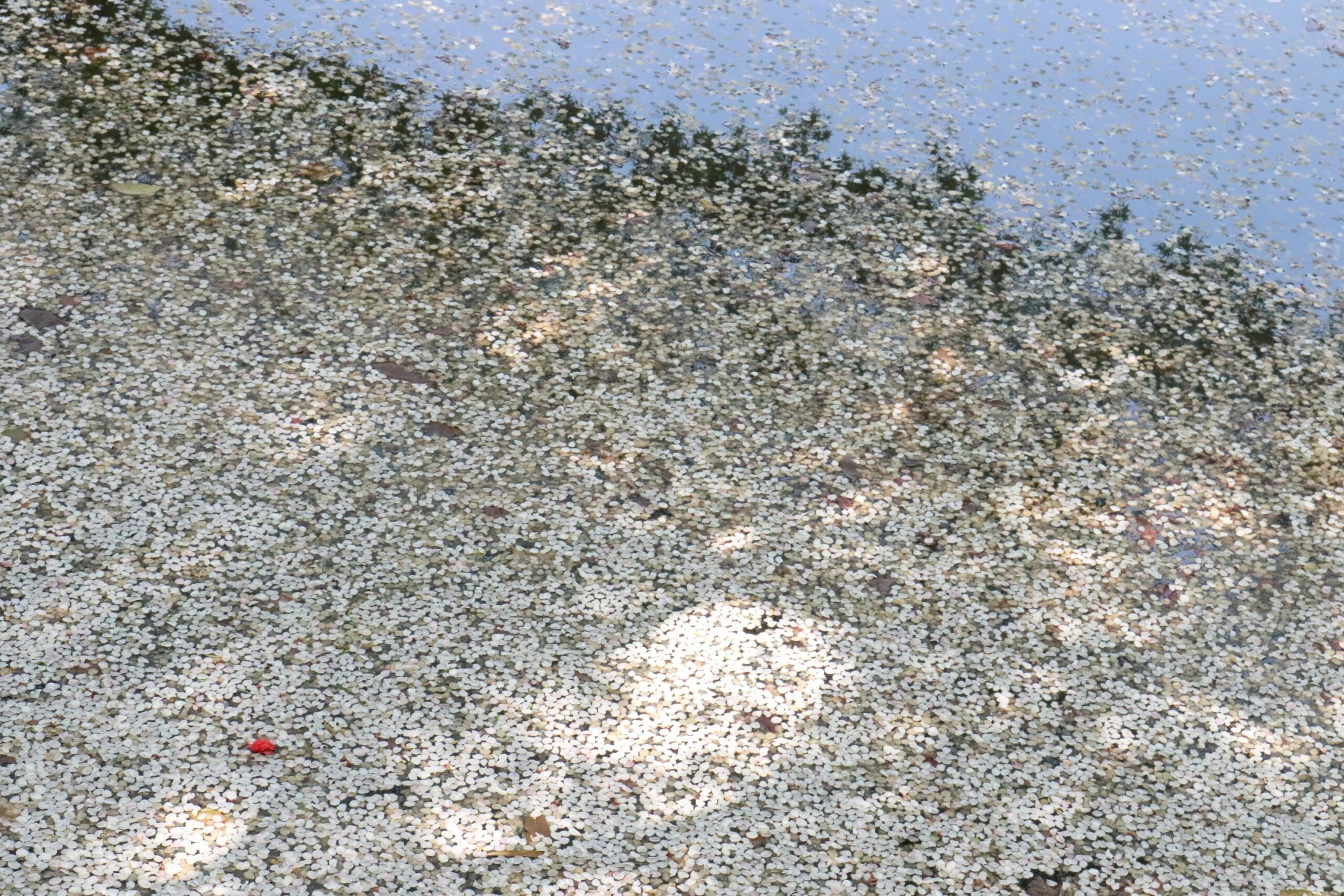 Illustration showing layers of contaminated soil and remediation process
