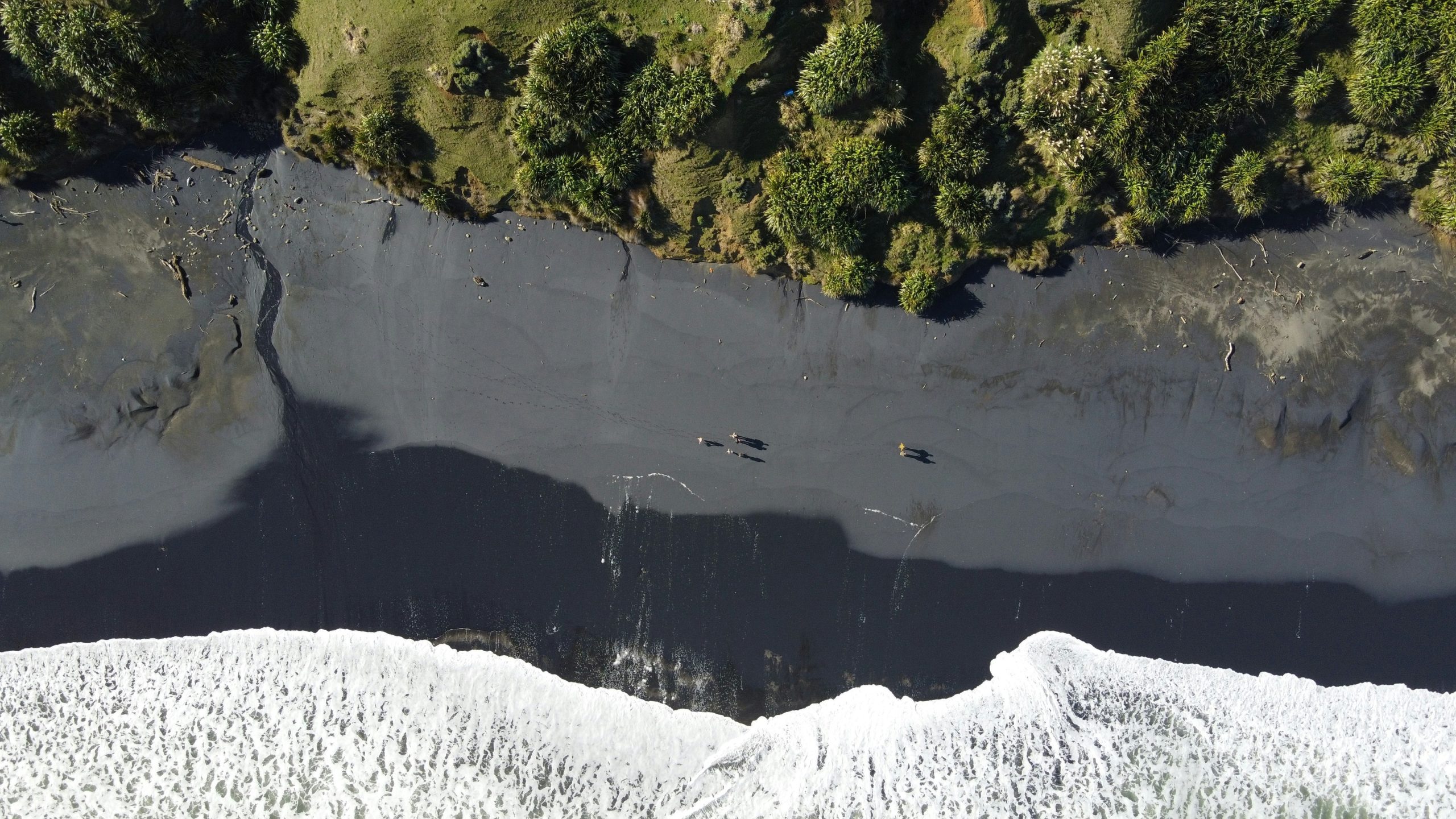 Oil spill disaster impacting marine life