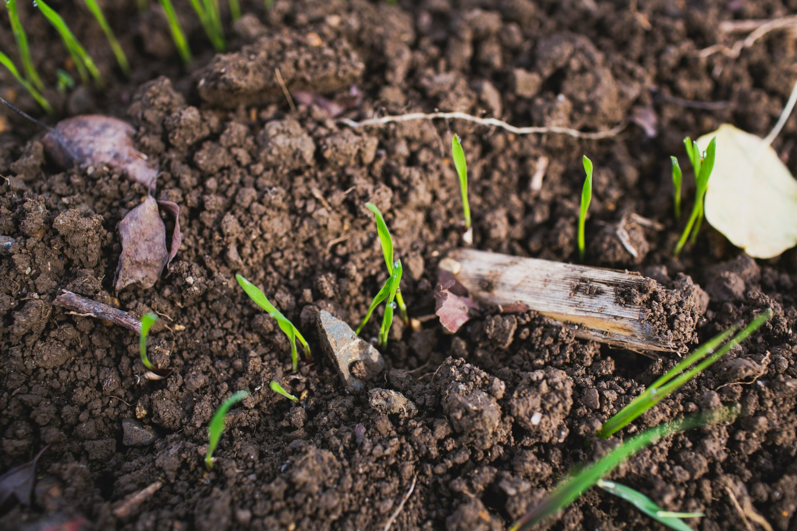 soil remediation