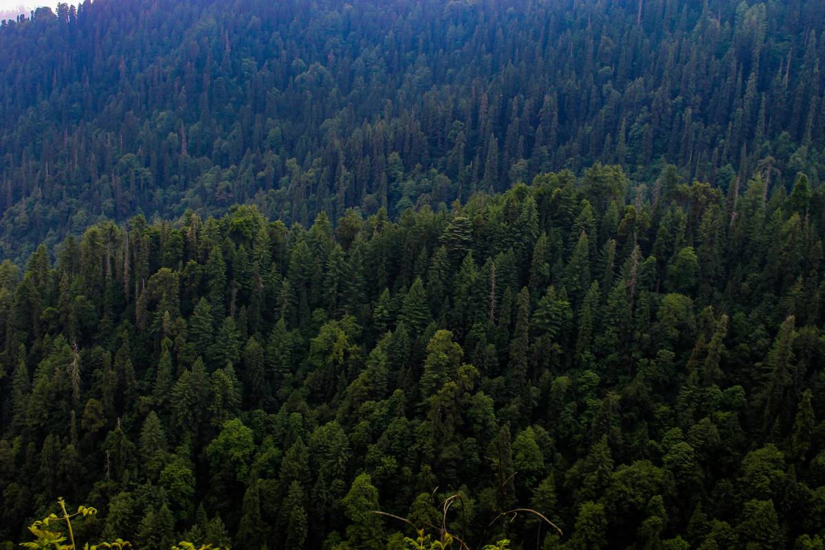 Business adopting eco-friendly practices