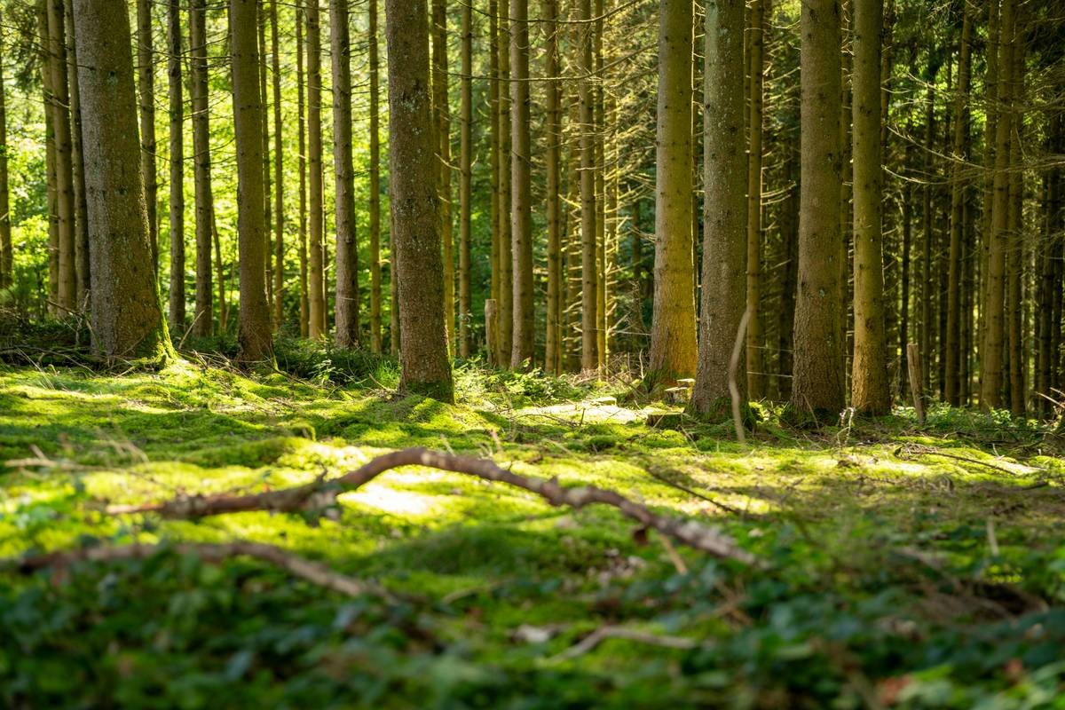 What Is a Green Env Assessment—and Why Your Credit Card Might Cover It