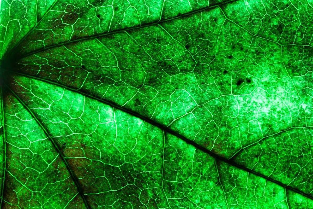 A close up view of a green leaf