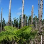 What Happens When You Environmental Begin Claim Trial? A Finance Pro’s No-BS Guide