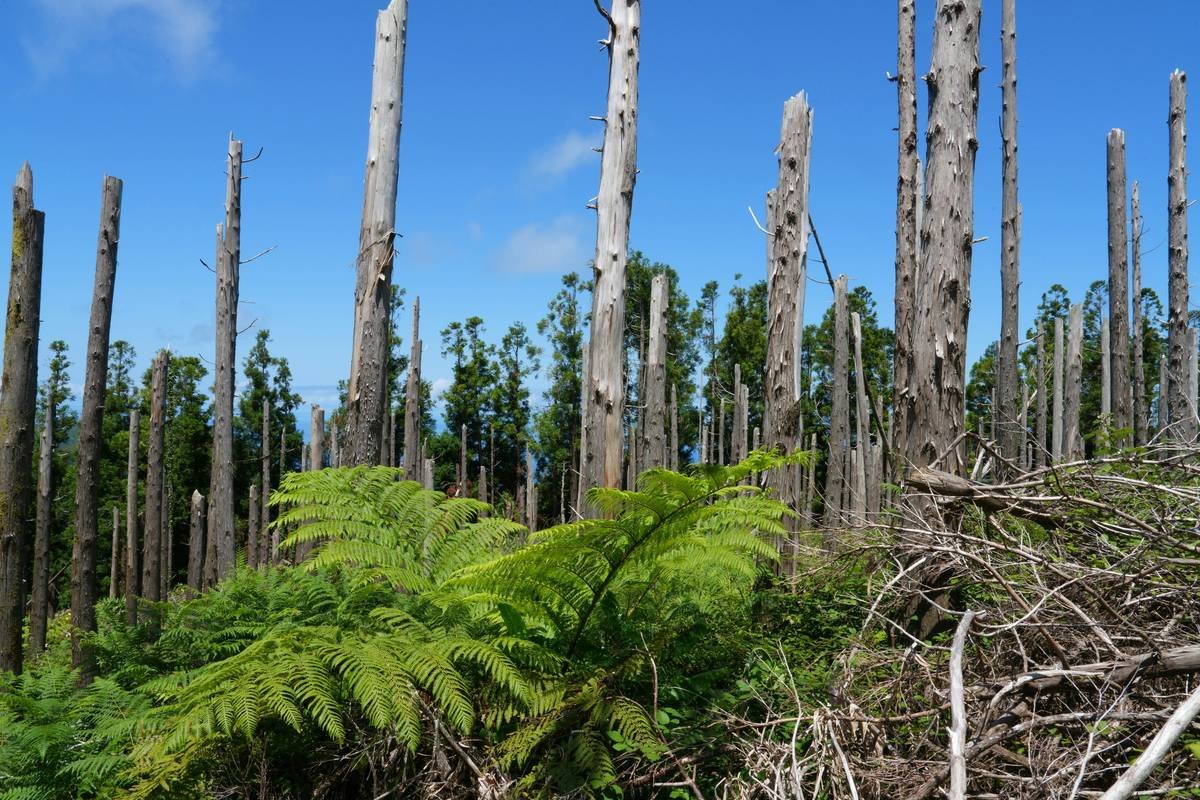 What Happens When You Environmental Begin Claim Trial? A Finance Pro’s No-BS Guide
